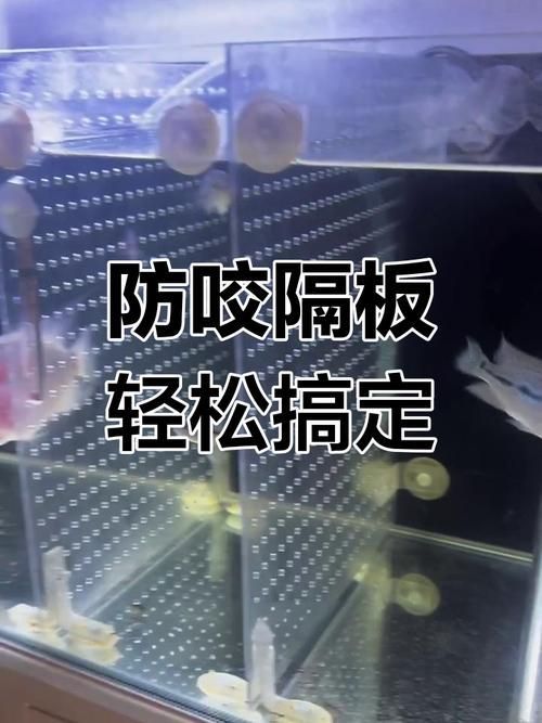 如何預防魚打架受傷 如何預防魚打架受傷 龍魚百科 第2張