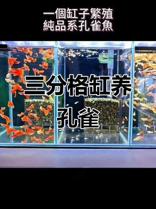 如何預防魚打架受傷 如何預防魚打架受傷 龍魚百科 第12張