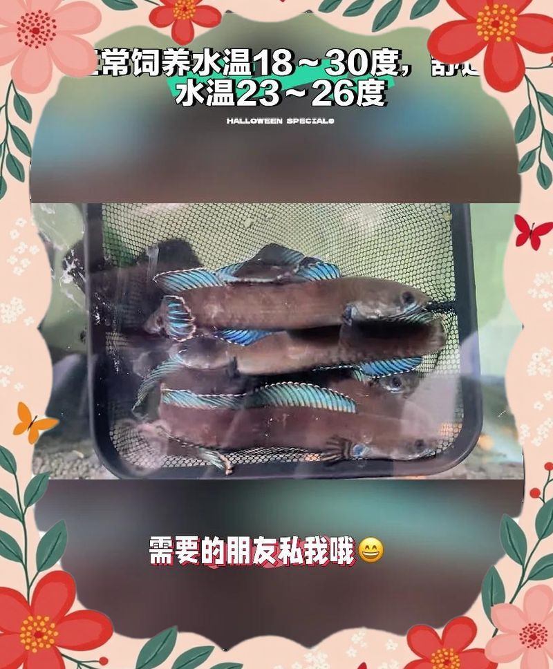 雷龍魚和黑魚哪個更兇猛，雷龍魚和黑魚哪個更兇猛雷龍魚和黑魚哪個更兇猛 雷龍魚和黑魚哪個更兇猛，雷龍魚和黑魚哪個更兇猛雷龍魚和黑魚哪個更兇猛 龍魚百科 第1張