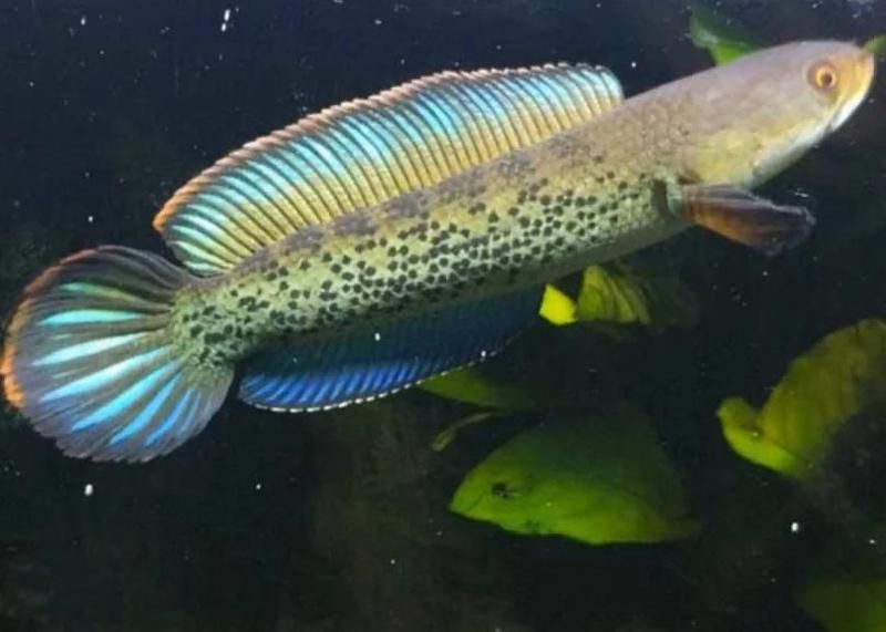 雷龍魚和黑魚哪個更兇猛，雷龍魚和黑魚哪個更兇猛雷龍魚和黑魚哪個更兇猛 雷龍魚和黑魚哪個更兇猛，雷龍魚和黑魚哪個更兇猛雷龍魚和黑魚哪個更兇猛 龍魚百科 第2張