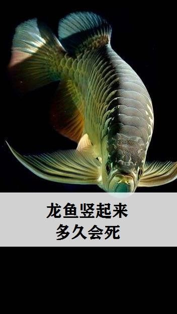 龍魚豎起來后還能活多久