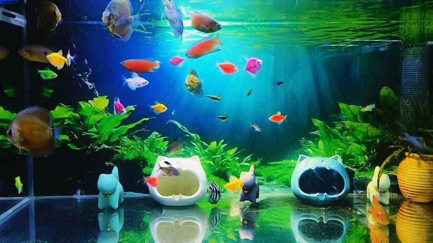 有哪些魚缸背景圖推薦？，有哪些適合小魚缸的背景圖 有哪些魚缸背景圖推薦？，有哪些適合小魚缸的背景圖 龍魚百科 第8張