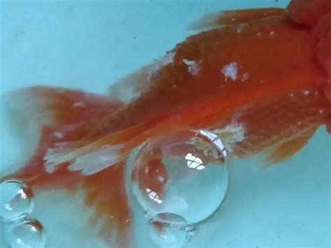 金魚魚鱗掉了露肉了如何治療，金魚魚鱗掉了露肉了如何治療,金魚鱗片脫落（露肉）治療與護理指南