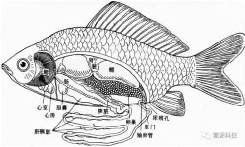 龍魚內臟受傷后多久會恢復，龍魚內臟受傷后多久會恢復，龍魚內臟損傷后多久會恢復 龍魚內臟受傷后多久會恢復，龍魚內臟受傷后多久會恢復，龍魚內臟損傷后多久會恢復 龍魚百科 第3張