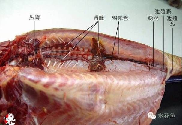 龍魚內臟受傷后多久會恢復，龍魚內臟受傷后多久會恢復，龍魚內臟損傷后多久會恢復 龍魚內臟受傷后多久會恢復，龍魚內臟受傷后多久會恢復，龍魚內臟損傷后多久會恢復 龍魚百科 第2張