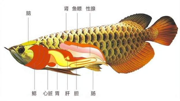 龍魚內臟受傷后多久會恢復，龍魚內臟受傷后多久會恢復，龍魚內臟損傷后多久會恢復 龍魚內臟受傷后多久會恢復，龍魚內臟受傷后多久會恢復，龍魚內臟損傷后多久會恢復 龍魚百科 第1張