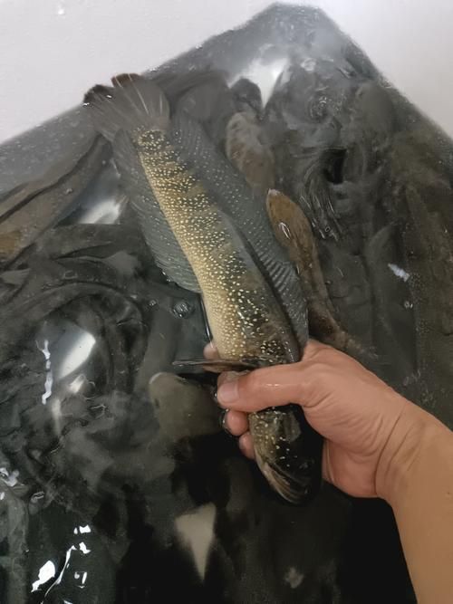 給我一些七星龍魚的圖片示例，七星龍魚的飼養指南，給我一些七星龍魚的圖片示例 給我一些七星龍魚的圖片示例，七星龍魚的飼養指南，給我一些七星龍魚的圖片示例 龍魚百科 第14張