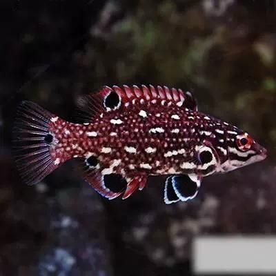 給我一些七星龍魚的圖片示例，七星龍魚的飼養指南，給我一些七星龍魚的圖片示例 給我一些七星龍魚的圖片示例，七星龍魚的飼養指南，給我一些七星龍魚的圖片示例 龍魚百科 第1張