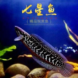 給我一些七星龍魚的圖片示例，七星龍魚的飼養指南，給我一些七星龍魚的圖片示例 給我一些七星龍魚的圖片示例，七星龍魚的飼養指南，給我一些七星龍魚的圖片示例 龍魚百科 第10張