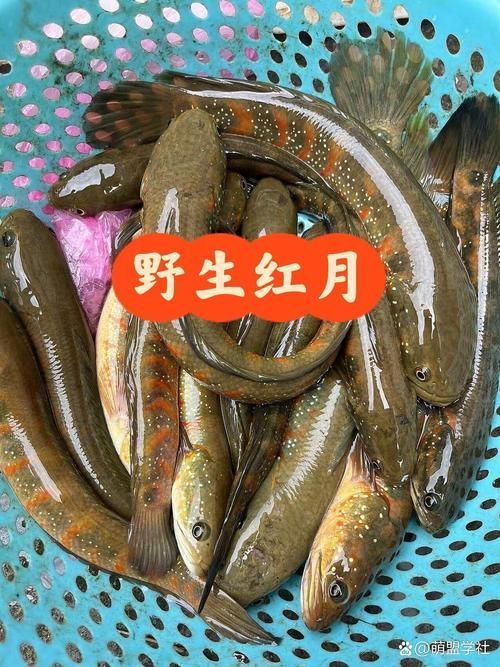 給我一些七星龍魚的圖片示例，七星龍魚的飼養指南，給我一些七星龍魚的圖片示例 給我一些七星龍魚的圖片示例，七星龍魚的飼養指南，給我一些七星龍魚的圖片示例 龍魚百科 第16張