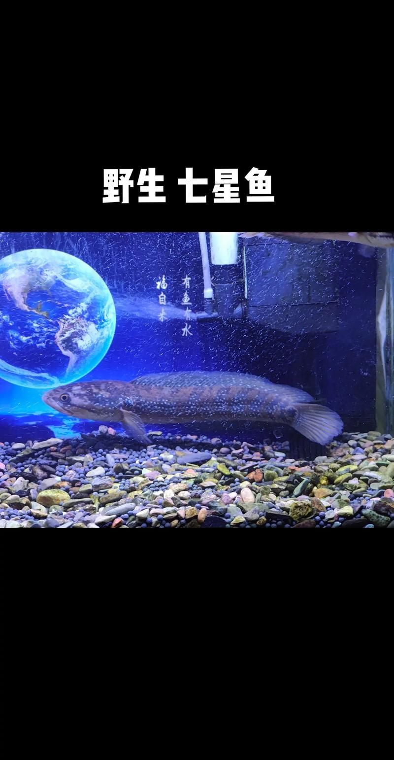 給我一些七星龍魚的圖片示例，七星龍魚的飼養指南，給我一些七星龍魚的圖片示例 給我一些七星龍魚的圖片示例，七星龍魚的飼養指南，給我一些七星龍魚的圖片示例 龍魚百科 第15張