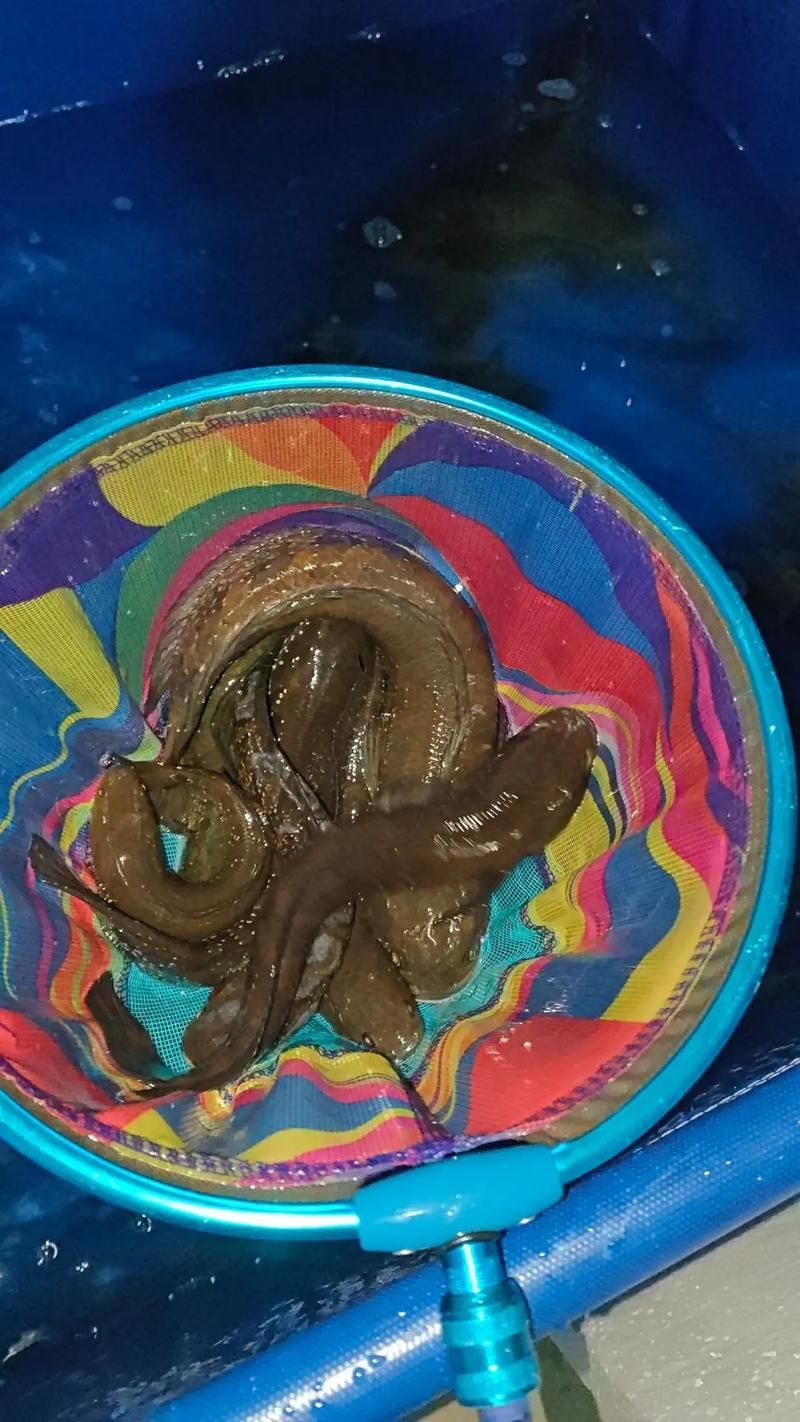 給我一些七星龍魚的圖片示例，七星龍魚的飼養指南，給我一些七星龍魚的圖片示例 給我一些七星龍魚的圖片示例，七星龍魚的飼養指南，給我一些七星龍魚的圖片示例 龍魚百科 第17張