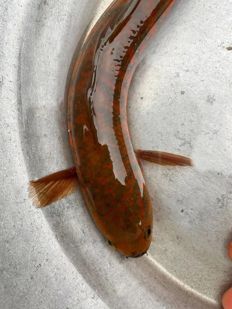 給我一些七星龍魚的圖片示例，七星龍魚的飼養指南，給我一些七星龍魚的圖片示例 給我一些七星龍魚的圖片示例，七星龍魚的飼養指南，給我一些七星龍魚的圖片示例 龍魚百科 第9張