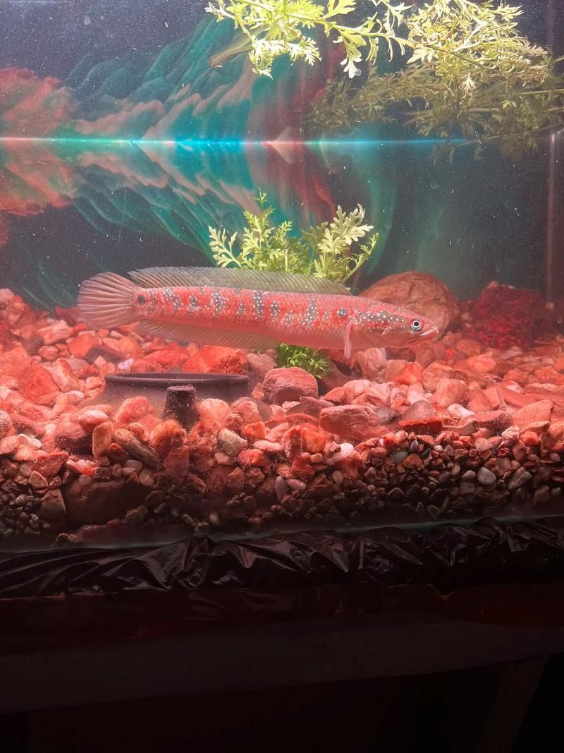 給我一些七星龍魚的圖片示例，七星龍魚的飼養指南，給我一些七星龍魚的圖片示例 給我一些七星龍魚的圖片示例，七星龍魚的飼養指南，給我一些七星龍魚的圖片示例 龍魚百科 第12張