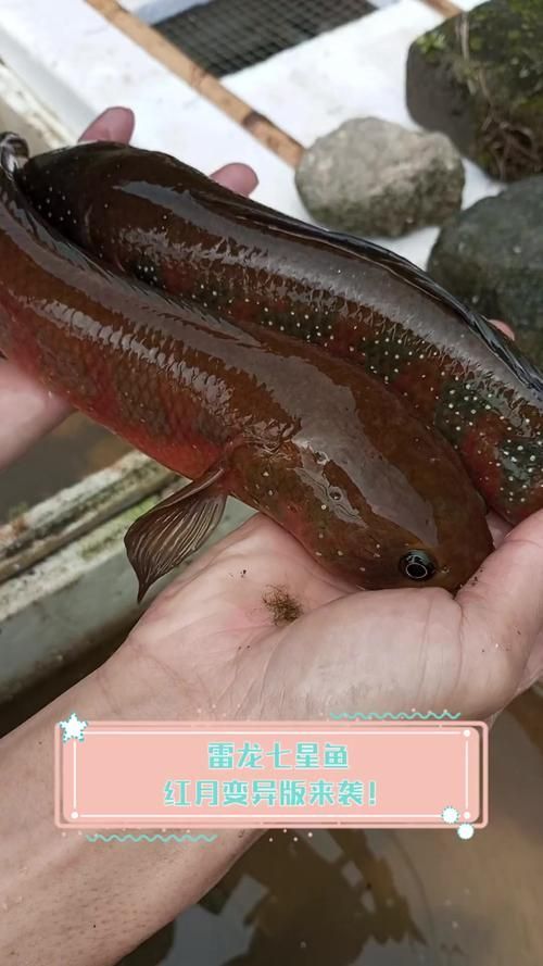 給我一些七星龍魚的圖片示例，七星龍魚的飼養指南，給我一些七星龍魚的圖片示例 給我一些七星龍魚的圖片示例，七星龍魚的飼養指南，給我一些七星龍魚的圖片示例 龍魚百科 第11張