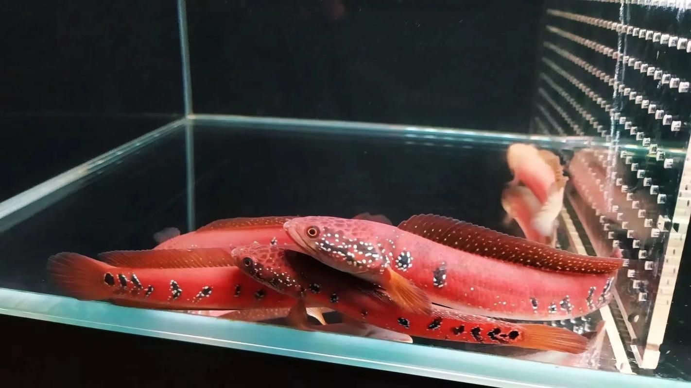 給我一些七星龍魚的圖片示例，七星龍魚的飼養指南，給我一些七星龍魚的圖片示例 給我一些七星龍魚的圖片示例，七星龍魚的飼養指南，給我一些七星龍魚的圖片示例 龍魚百科 第18張