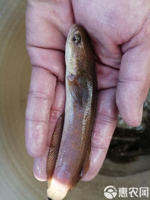 給我一些七星龍魚的圖片示例，七星龍魚的飼養指南，給我一些七星龍魚的圖片示例 給我一些七星龍魚的圖片示例，七星龍魚的飼養指南，給我一些七星龍魚的圖片示例 龍魚百科 第13張