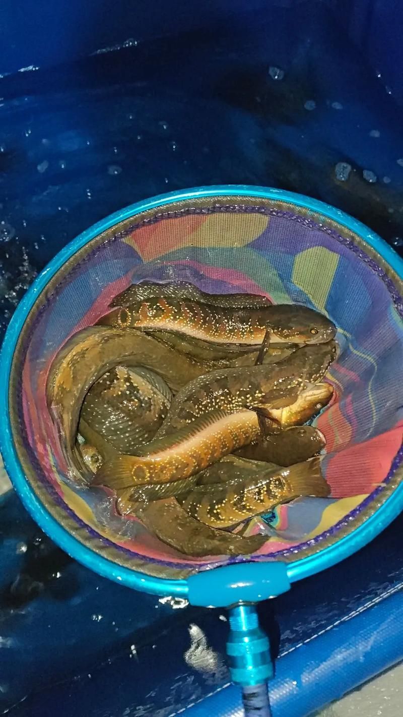 給我一些七星龍魚的圖片示例，七星龍魚的飼養指南，給我一些七星龍魚的圖片示例 給我一些七星龍魚的圖片示例，七星龍魚的飼養指南，給我一些七星龍魚的圖片示例 龍魚百科 第7張