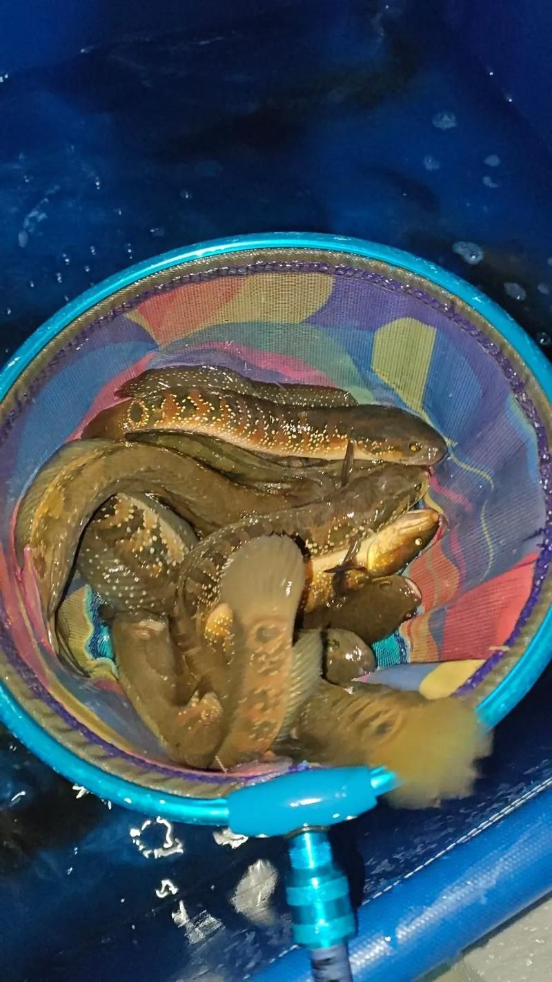 給我一些七星龍魚的圖片示例，七星龍魚的飼養指南，給我一些七星龍魚的圖片示例 給我一些七星龍魚的圖片示例，七星龍魚的飼養指南，給我一些七星龍魚的圖片示例 龍魚百科 第8張