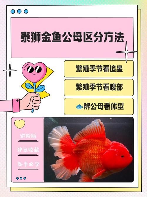 如何搜索祥龍魚合成公式的圖片?,《開心水族館》如何搜索祥龍魚合成公式的圖片? 龍魚百科 第21張 如何搜索祥龍魚合成公式的圖片?,《開心水族館》如何搜索祥龍魚合成公式的圖片? 如何搜索祥龍魚合成公式的圖片?,《開心水族館》如何搜索祥龍魚合成公式的圖片? 龍魚百科 第21張