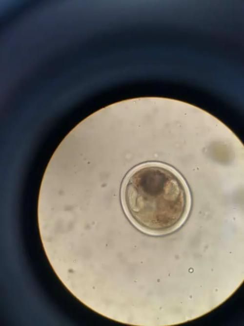 如何判斷魚是否含有寄生蟲 龍魚百科 第5張 如何判斷魚是否含有寄生蟲 如何判斷魚是否含有寄生蟲 龍魚百科 第5張