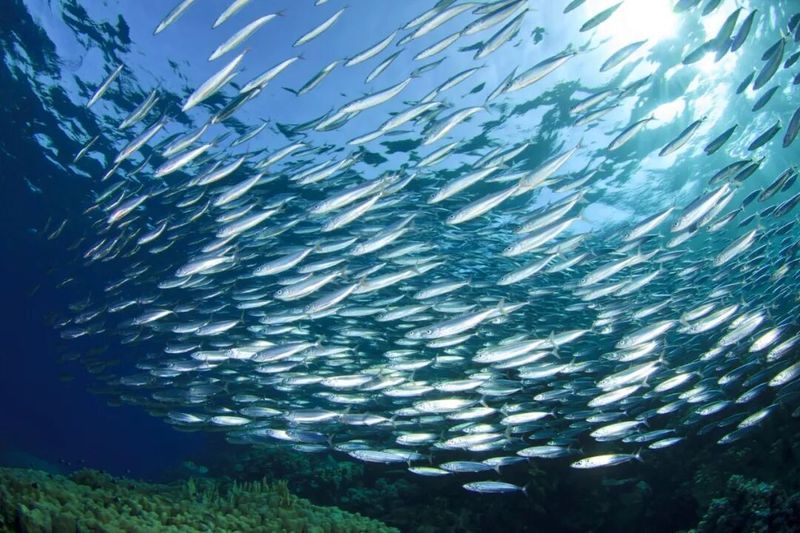 如何判斷魚是否含有寄生蟲 如何判斷魚是否含有寄生蟲 龍魚百科 第9張