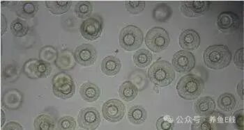 如何判斷魚是否含有寄生蟲 如何判斷魚是否含有寄生蟲 龍魚百科 第8張
