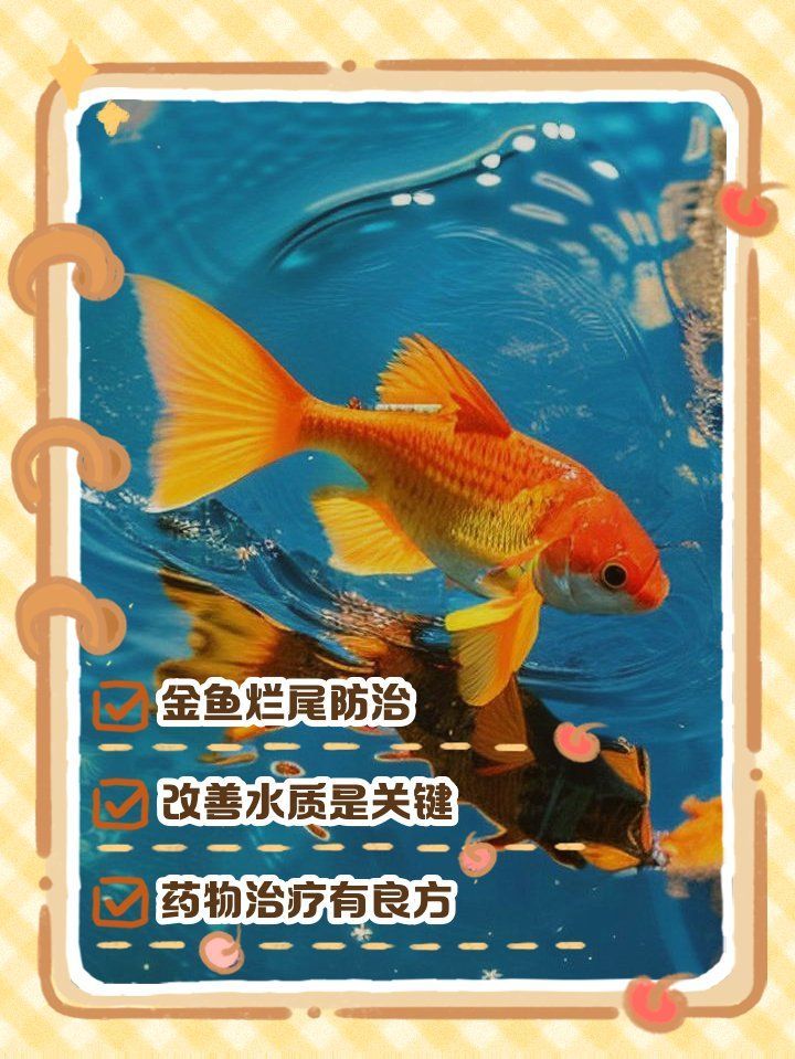 有哪些藥物可以有效治療金魚爛尾，寵物喂養秘籍，如何預防金魚爛尾