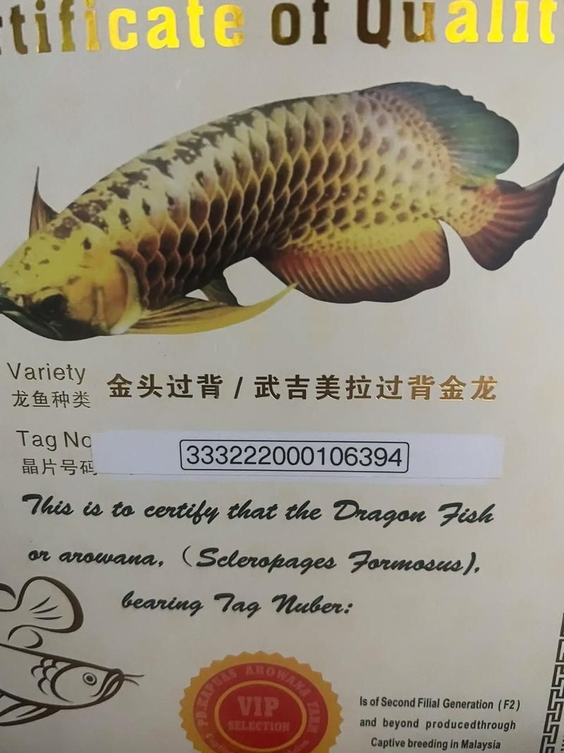 如何區分武吉美拉過背金龍魚，如何區分武吉美拉過背金龍魚的真偽？
