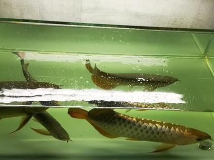 如何區分武吉美拉過背金龍魚,如何區分武吉美拉過背金龍魚的真偽? 龍魚百科 第10張 如何區分武吉美拉過背金龍魚,如何區分武吉美拉過背金龍魚的真偽? 如何區分武吉美拉過背金龍魚,如何區分武吉美拉過背金龍魚的真偽? 龍魚百科 第10張