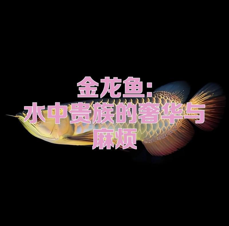普通金龍魚的飼養成本大概是多少，普通金龍魚到底要花多少錢才能養得活、養得活、養得好 普通金龍魚的飼養成本大概是多少，普通金龍魚到底要花多少錢才能養得活、養得活、養得好 龍魚百科 第2張