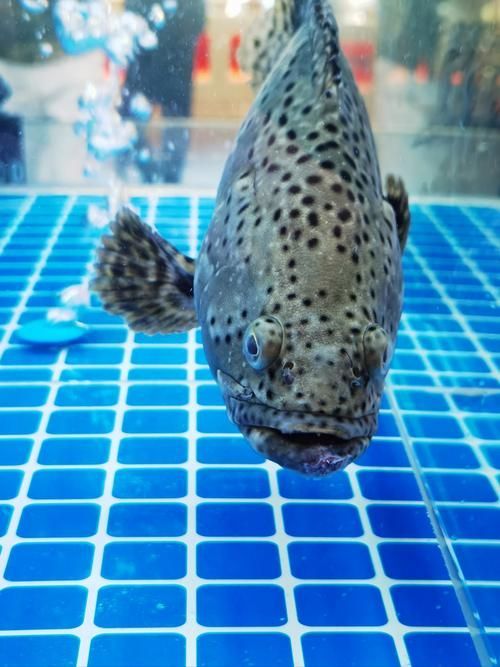 魚突眼最嚴(yán)重是什么情況，魚突眼（exophthalmia） 魚突眼最嚴(yán)重是什么情況，魚突眼（exophthalmia） 龍魚百科 第4張