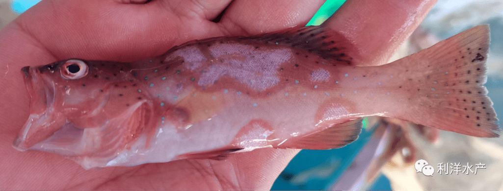 魚突眼最嚴(yán)重是什么情況，魚突眼（exophthalmia）