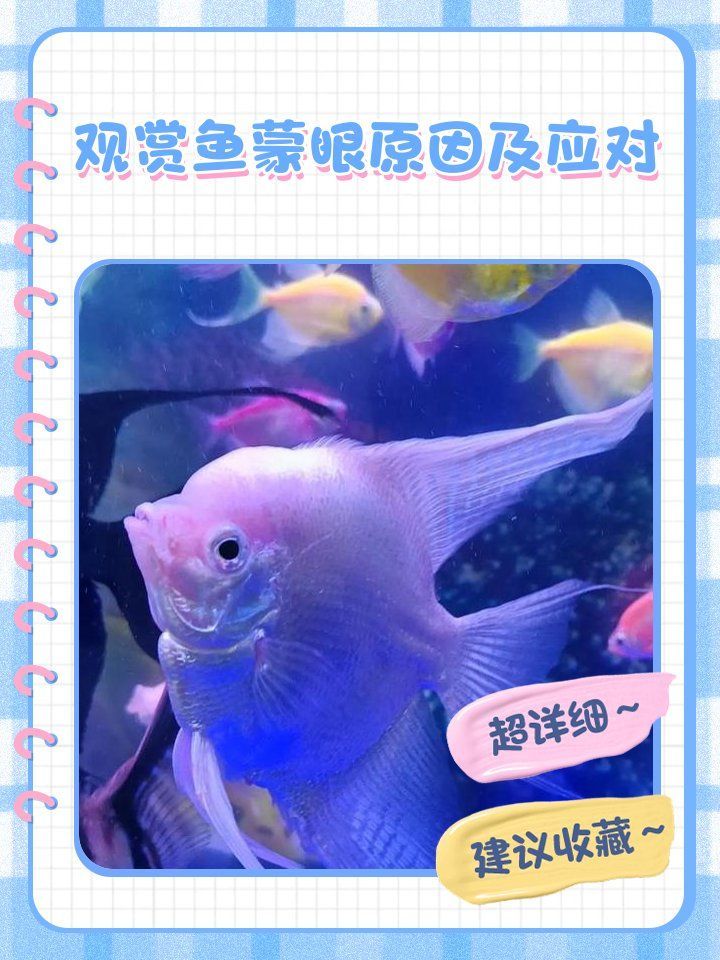 如何判斷錦鯉蒙眼的嚴重程度，如何判斷錦鯉蒙眼嚴重程度 如何判斷錦鯉蒙眼的嚴重程度，如何判斷錦鯉蒙眼嚴重程度 龍魚百科 第2張