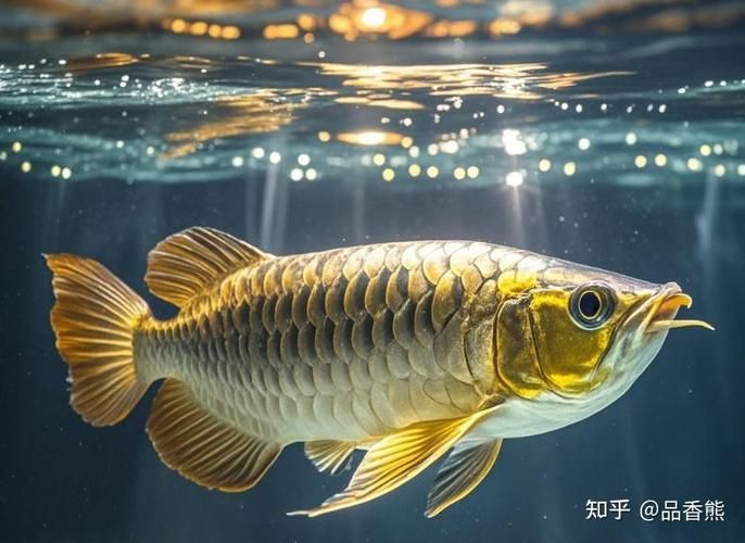 如何建立龍魚健康觀察日志,龍魚健康觀察日志 龍魚百科 第6張 如何建立龍魚健康觀察日志,龍魚健康觀察日志 如何建立龍魚健康觀察日志,龍魚健康觀察日志 龍魚百科 第6張