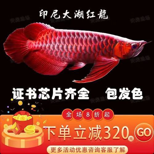 大湖紅龍的市場(chǎng)價(jià)格是多少，大湖紅龍市場(chǎng)價(jià)格是多少古典過(guò)背金龍的特點(diǎn) 大湖紅龍的市場(chǎng)價(jià)格是多少，大湖紅龍市場(chǎng)價(jià)格是多少古典過(guò)背金龍的特點(diǎn) 龍魚(yú)百科 第6張