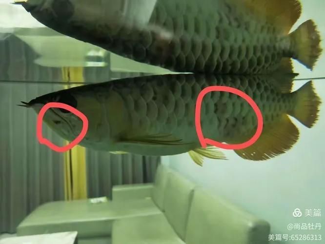 金龍魚感染細菌后如何護理，金龍魚感染細菌后如何拌餌投喂 金龍魚感染細菌后如何護理，金龍魚感染細菌后如何拌餌投喂 龍魚百科 第6張