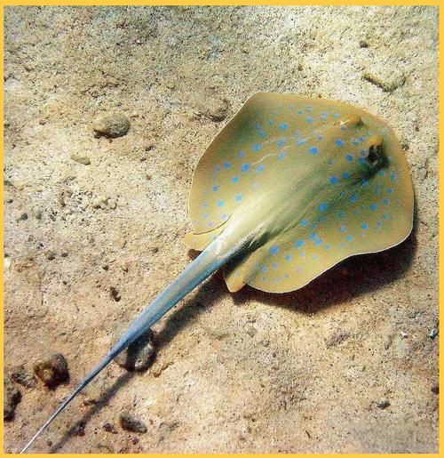 哪些魟魚適合在海水箱中飼養?,海水箱飼養的魟魚種類 龍魚百科 第5張 哪些魟魚適合在海水箱中飼養?,海水箱飼養的魟魚種類 哪些魟魚適合在海水箱中飼養?,海水箱飼養的魟魚種類 龍魚百科 第5張