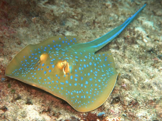 哪些魟魚適合在海水箱中飼養(yǎng)？，海水箱飼養(yǎng)的魟魚種類