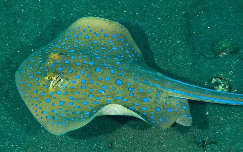 哪些魟魚適合在海水箱中飼養?,海水箱飼養的魟魚種類 龍魚百科 第4張 哪些魟魚適合在海水箱中飼養?,海水箱飼養的魟魚種類 哪些魟魚適合在海水箱中飼養?,海水箱飼養的魟魚種類 龍魚百科 第4張