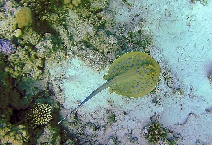 哪些魟魚適合在海水箱中飼養?,海水箱飼養的魟魚種類 龍魚百科 第3張 哪些魟魚適合在海水箱中飼養?,海水箱飼養的魟魚種類 哪些魟魚適合在海水箱中飼養?,海水箱飼養的魟魚種類 龍魚百科 第3張
