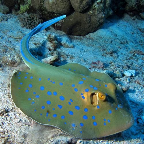 哪些魟魚適合在海水箱中飼養?,海水箱飼養的魟魚種類 龍魚百科 第2張 哪些魟魚適合在海水箱中飼養?,海水箱飼養的魟魚種類 哪些魟魚適合在海水箱中飼養?,海水箱飼養的魟魚種類 龍魚百科 第2張
