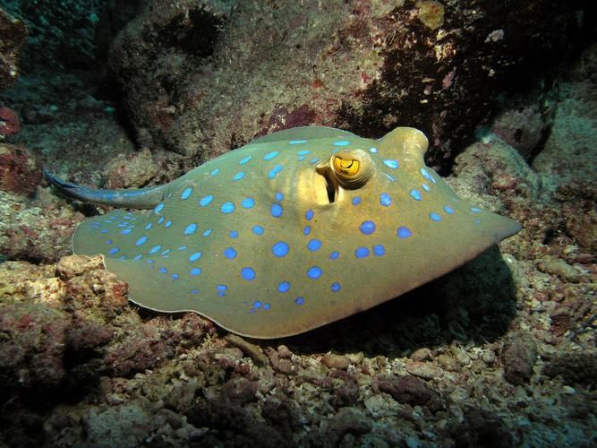 哪些魟魚適合在海水箱中飼養?,海水箱飼養的魟魚種類 龍魚百科 第6張 哪些魟魚適合在海水箱中飼養?,海水箱飼養的魟魚種類 哪些魟魚適合在海水箱中飼養?,海水箱飼養的魟魚種類 龍魚百科 第6張