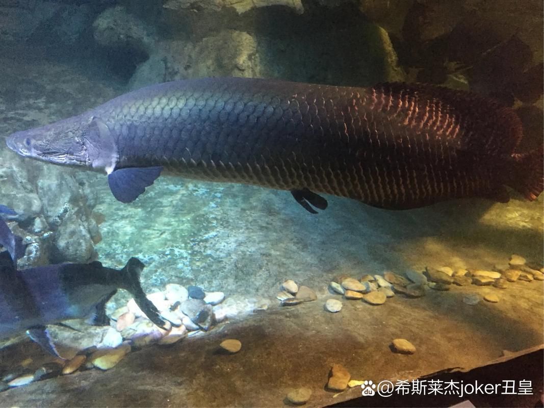 能否提供更詳細的巨骨舌魚介紹 能否提供更詳細的巨骨舌魚介紹 龍魚百科 第6張