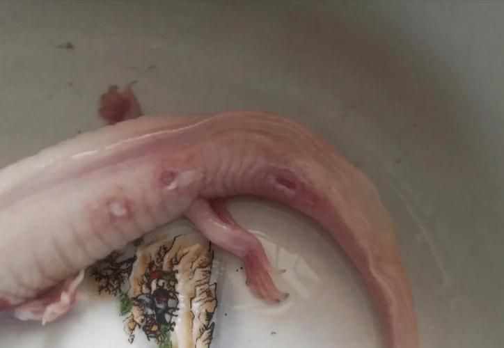 六角龍魚鰓爛了怎么治，六角龍魚鰓爛了怎么治療（六角龍魚鰓爛了怎么治療方法） 六角龍魚鰓爛了怎么治，六角龍魚鰓爛了怎么治療（六角龍魚鰓爛了怎么治療方法） 龍魚百科 第8張