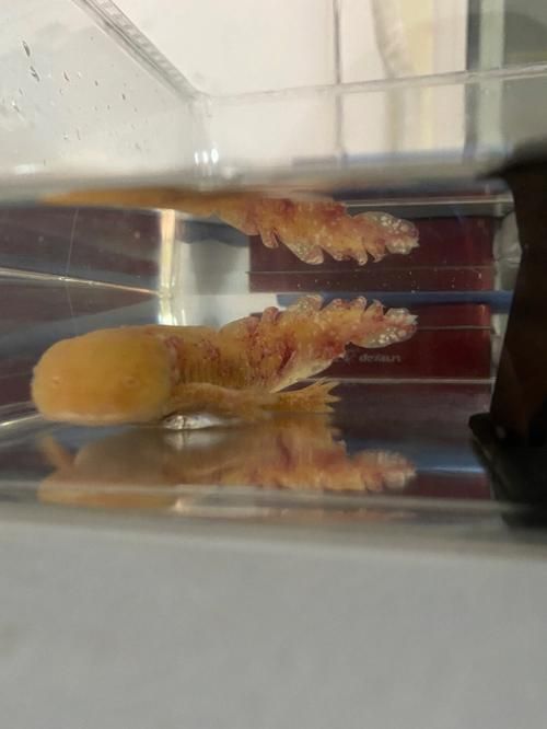 六角龍魚鰓爛了怎么治，六角龍魚鰓爛了怎么治療（六角龍魚鰓爛了怎么治療方法） 六角龍魚鰓爛了怎么治，六角龍魚鰓爛了怎么治療（六角龍魚鰓爛了怎么治療方法） 龍魚百科 第10張