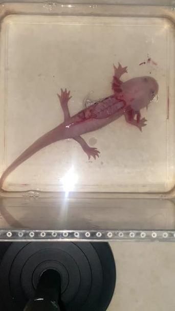 六角龍魚鰓爛了怎么治，六角龍魚鰓爛了怎么治療（六角龍魚鰓爛了怎么治療方法） 六角龍魚鰓爛了怎么治，六角龍魚鰓爛了怎么治療（六角龍魚鰓爛了怎么治療方法） 龍魚百科 第11張