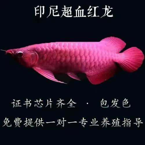 1公分紅龍魚幼苗價格,公分紅龍魚幼苗價格 龍魚百科 第5張 1公分紅龍魚幼苗價格,公分紅龍魚幼苗價格 1公分紅龍魚幼苗價格,公分紅龍魚幼苗價格 龍魚百科 第5張