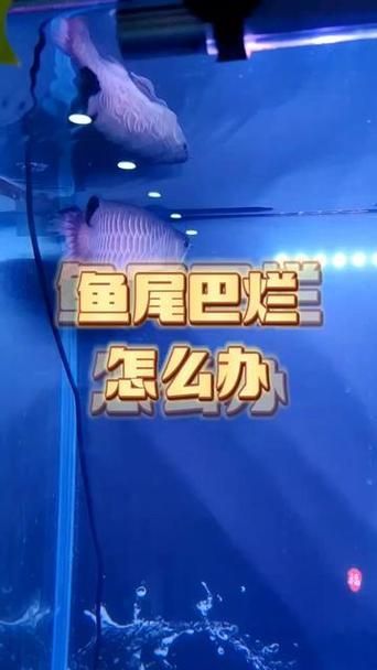 龍魚爛尾最簡單三個步驟圖片 龍魚爛尾最簡單三個步驟圖片 龍魚百科 第8張