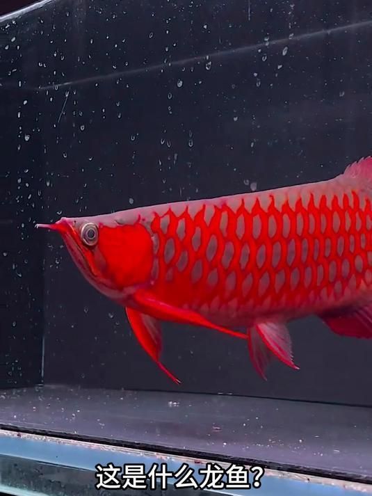 推薦一些價格適中的龍魚品種，一分鐘看懂龍魚價格適中鏈 推薦一些價格適中的龍魚品種，一分鐘看懂龍魚價格適中鏈 龍魚百科 第18張